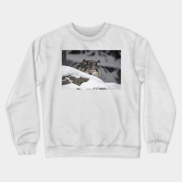 Eastern Gray Wolf Crewneck Sweatshirt by jaydee1400